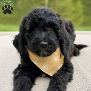 Willow, Goldendoodle Puppy