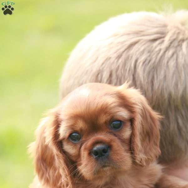 Damian, Cavalier King Charles Spaniel Puppy