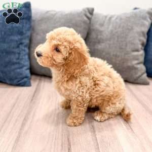 Kelly, Mini Labradoodle Puppy