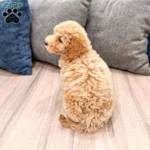 Kelly, Mini Labradoodle Puppy