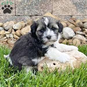 Nicki, Havanese Puppy