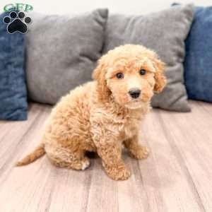 Kelly, Mini Labradoodle Puppy