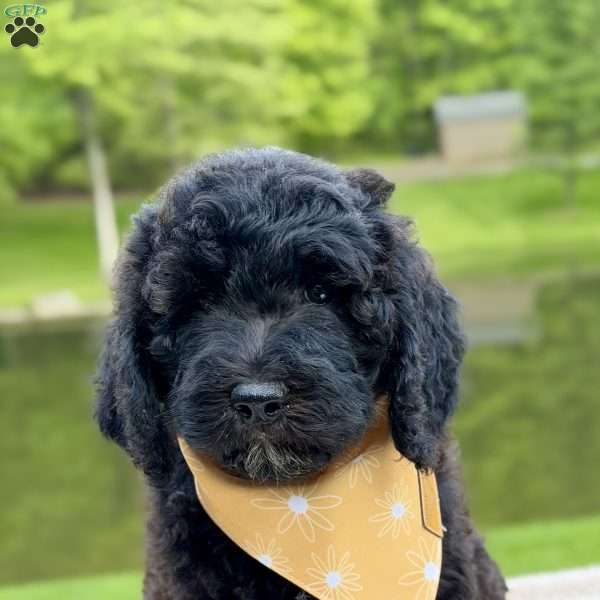 Willow, Goldendoodle Puppy