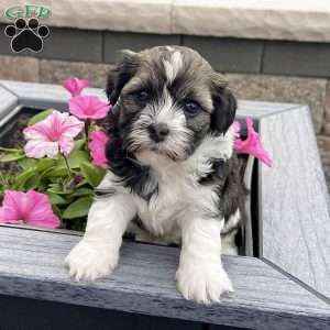 Nicki, Havanese Puppy