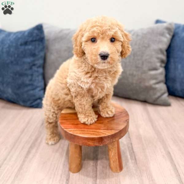 Kelly, Mini Labradoodle Puppy