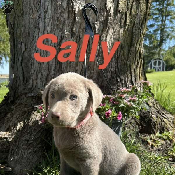 Sally, Silver Labrador Retriever Puppy