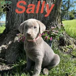 Sally, Silver Labrador Retriever Puppy