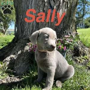 Sally, Silver Labrador Retriever Puppy