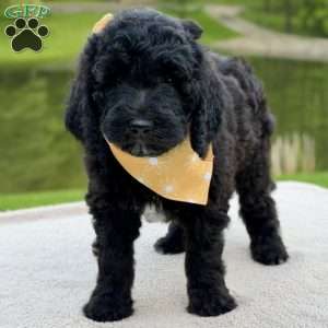 Willow, Goldendoodle Puppy
