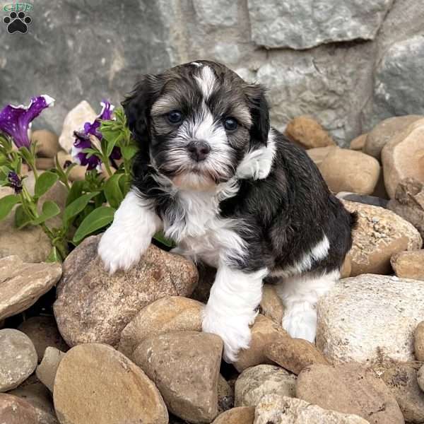 Nicki, Havanese Puppy
