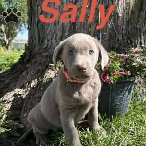 Sally, Silver Labrador Retriever Puppy