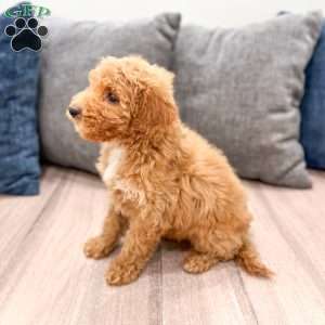 Kate, Mini Labradoodle Puppy