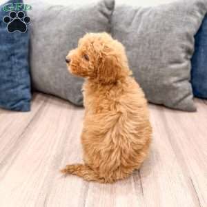 Kate, Mini Labradoodle Puppy