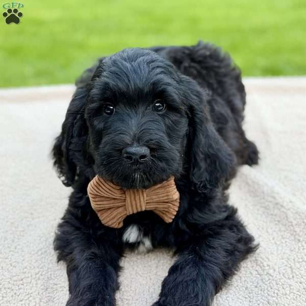 Bear, Goldendoodle Puppy