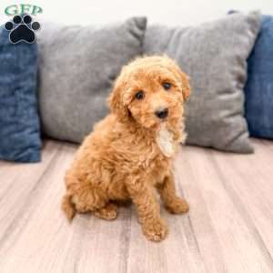 Kate, Mini Labradoodle Puppy