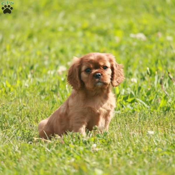 Dexter, Cavalier King Charles Spaniel Puppy