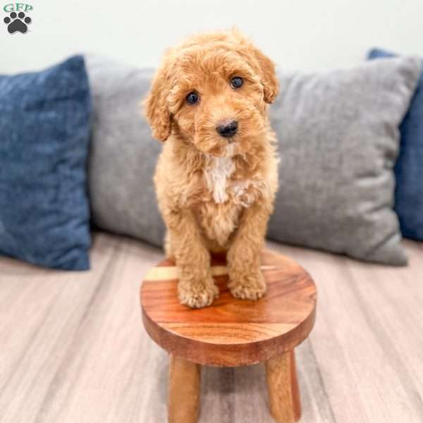Kate, Mini Labradoodle Puppy