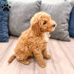 Kate, Mini Labradoodle Puppy