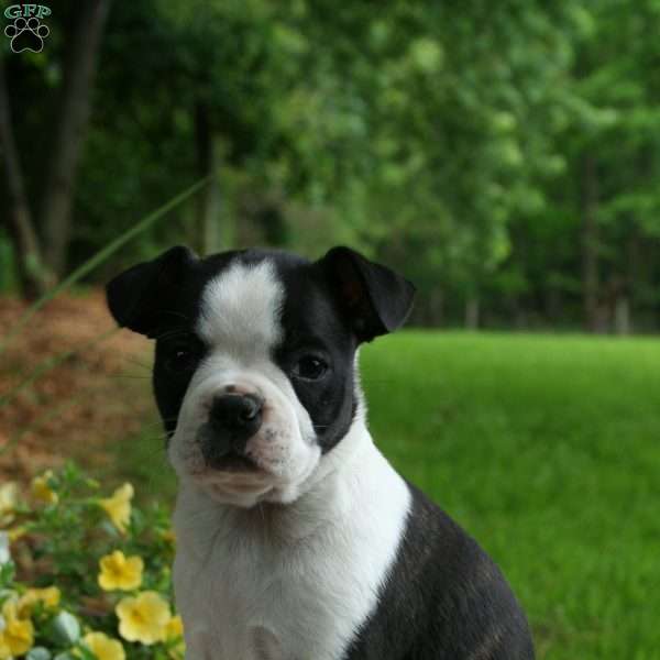 Iris, Boston Terrier Puppy