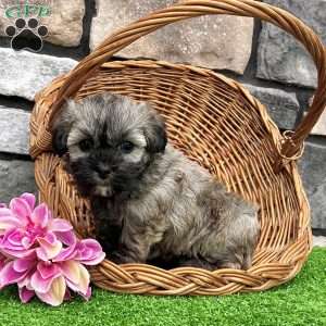 Nancy, Havanese Puppy