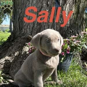 Sally, Silver Labrador Retriever Puppy