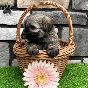 Nancy, Havanese Puppy