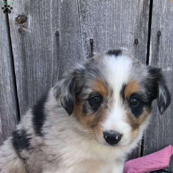 Maven, Australian Shepherd Mix Puppy