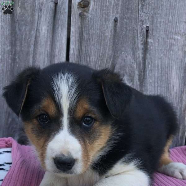 Maddie, Australian Shepherd Mix Puppy