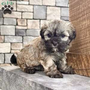 Nancy, Havanese Puppy