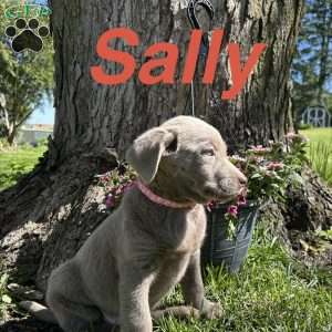 Sally, Silver Labrador Retriever Puppy