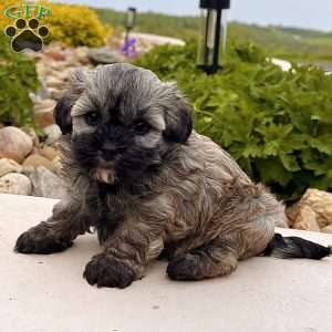 Nancy, Havanese Puppy