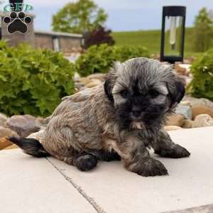 Nancy, Havanese Puppy