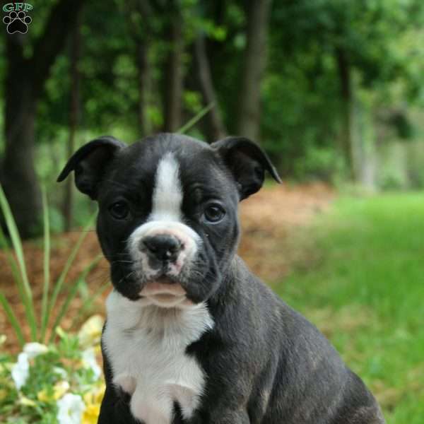 Banjo, Boston Terrier Puppy