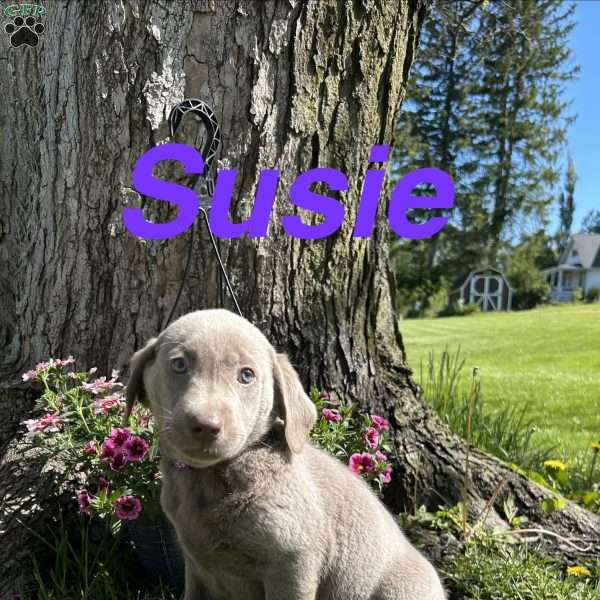 Susie, Silver Labrador Retriever Puppy