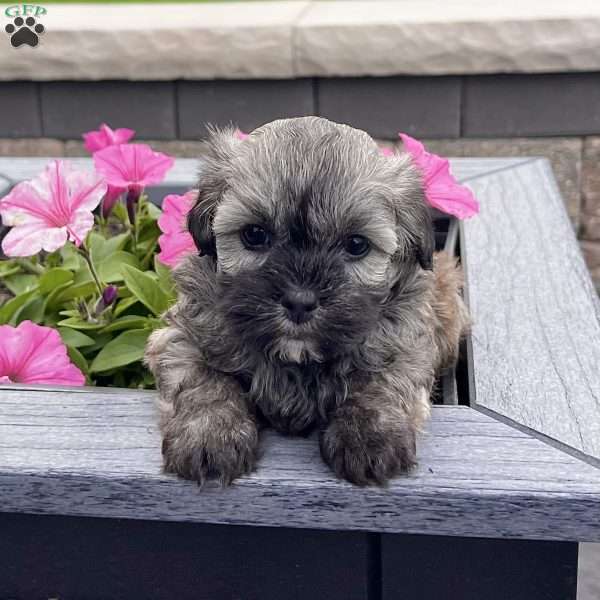 Nancy, Havanese Puppy