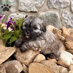 Nancy, Havanese Puppy