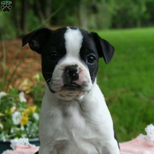 Bonnie, Boston Terrier Puppy