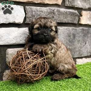 Nick, Havanese Puppy