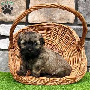 Nick, Havanese Puppy