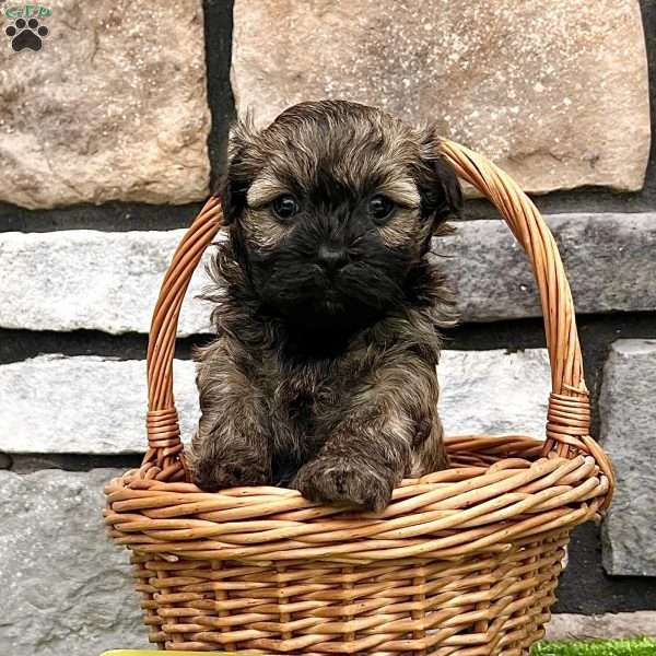 Nick, Havanese Puppy