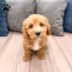 Kent, Mini Labradoodle Puppy