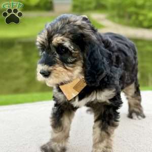 Everest, Goldendoodle Puppy