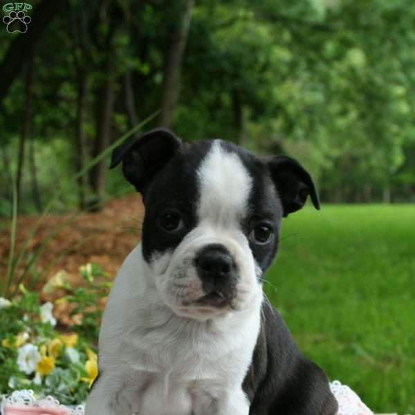 Tallie, Boston Terrier Puppy