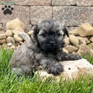 Nick, Havanese Puppy