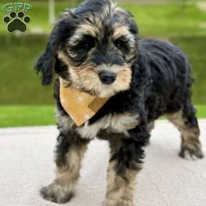 Everest, Goldendoodle Puppy