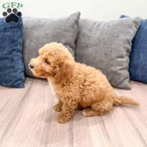 Kent, Mini Labradoodle Puppy