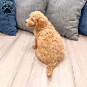 Kent, Mini Labradoodle Puppy