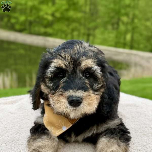 Everest, Goldendoodle Puppy