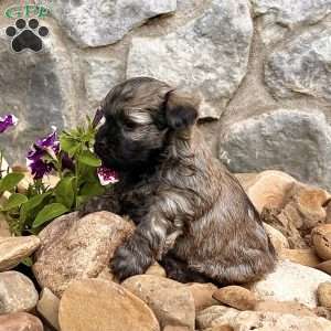 Nick, Havanese Puppy