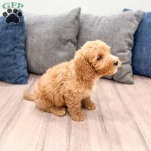 Kent, Mini Labradoodle Puppy